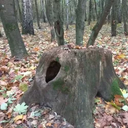 Park of Culture and Recreation - Nizhyn