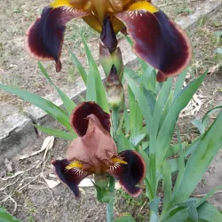 Victory Park - Nova Kakhovka