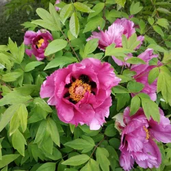 Novomoskovsk Botanical Garden - Novomoskovsk