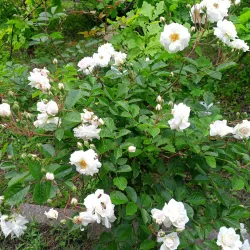 Novomoskovsk Botanical Garden - Novomoskovsk