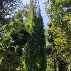 Dendrological Park - Novoukrainka