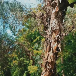 Dendrological Park - Novoukrainka