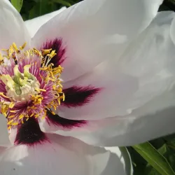 City Botanical Garden - Pavlograd