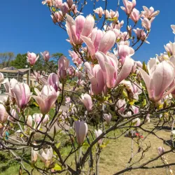 City Botanical Garden - Pavlograd