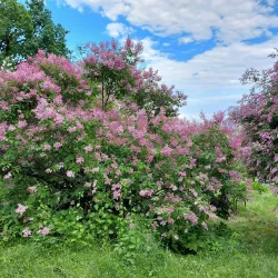 City Botanical Garden - Pavlograd