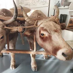 Poltava Regional Museum - Poltava