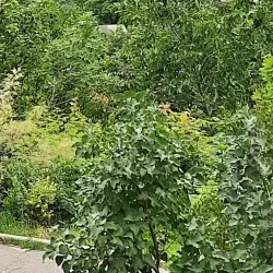 White Arbor (Bila Besedka) - Poltava