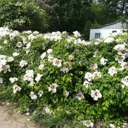 Sumy State University Botanical Garden - Sumy