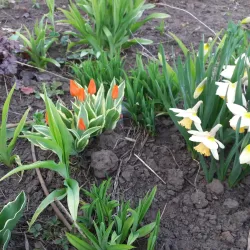 Sumy State University Botanical Garden - Sumy