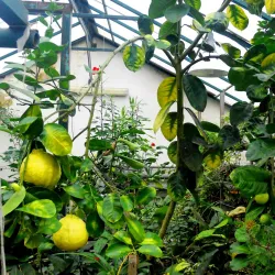 Sumy State University Botanical Garden - Sumy