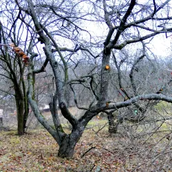 Sumy State University Botanical Garden - Sumy