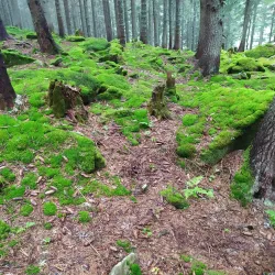 Carpathian Mountains Hiking Trails - Truskavets