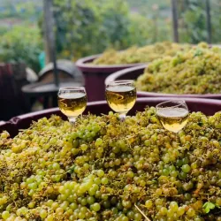 Local Wine Cellars and Tastings - Vynohradiv