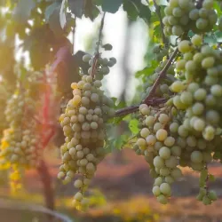 Local Wine Cellars and Tastings - Vynohradiv