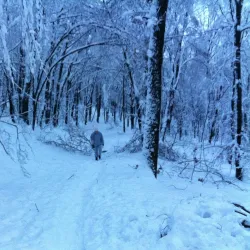 Holosiivskyi National Nature Park - Vyshgorod