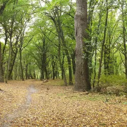 Holosiivskyi National Nature Park - Vyshgorod