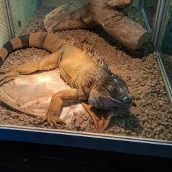 Zaporizhzhya Art Museum - Zaporizhzhya