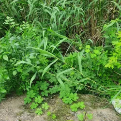 Zaporizhzhya City Council - Zaporizhzhya