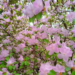 Botanical Garden of Zhytomyr State University - Zhytomyr