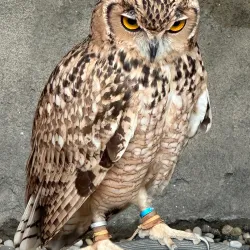 Emirates Park Zoo - Abu Dhabi