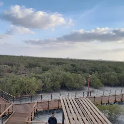 Mangrove National Park - Abu Dhabi