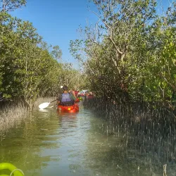 Mangrove National Park - Abu Dhabi