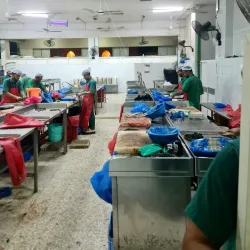 Ajman Fish Market - Ajman