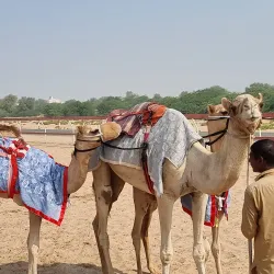 Al Tallah Camel Race Track - Ajman