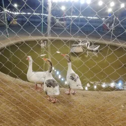 Al Tallah Camel Race Track - Ajman