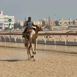 Al Tallah Camel Race Track - Ajman