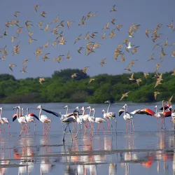 Al Zorah Nature Reserve - Ajman