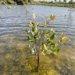 Al Zorah Nature Reserve - Ajman