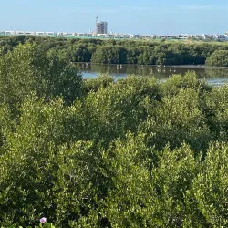 Al Zorah Nature Reserve - Ajman