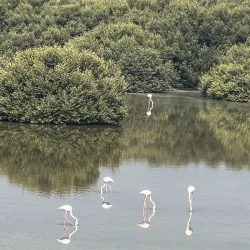 Al Zorah Nature Reserve - Ajman