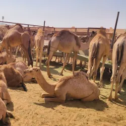 Al Ain Camel Market - Al Ain