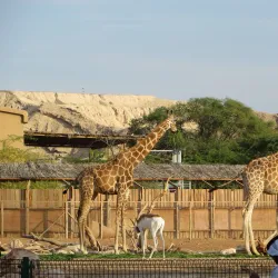 Al Ain Zoo - Al Ain