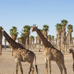 Al Dhaid Desert Safari - Al Dhaid