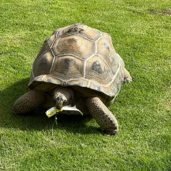 Al Dhaid Desert Safari - Al Dhaid