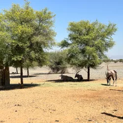 Al Dhaid Desert Safari - Al Dhaid