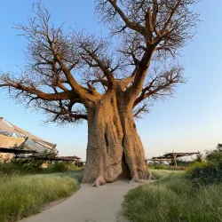 Al Dhaid Desert Safari - Al Dhaid