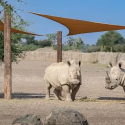 Al Dhaid Desert Safari - Al Dhaid