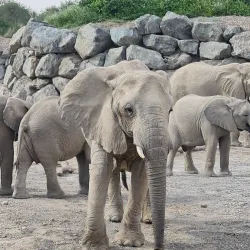 Al Dhaid Desert Safari - Al Dhaid