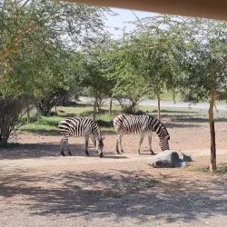 Al Dhaid Desert Safari - Al Dhaid