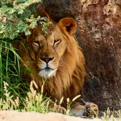 Al Dhaid Desert Safari - Al Dhaid