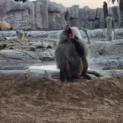 Sharjah Desert Park - Al Dhaid