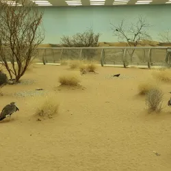 Sharjah Desert Park - Al Dhaid