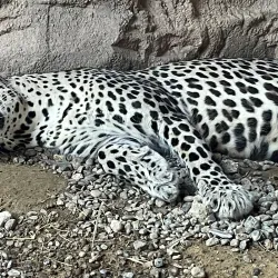 Sharjah Desert Park - Al Dhaid