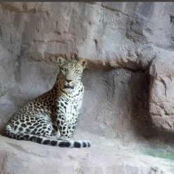 Sharjah Desert Park - Al Dhaid