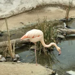 Sharjah Desert Park - Al Dhaid