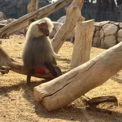 Sharjah Desert Park - Al Dhaid